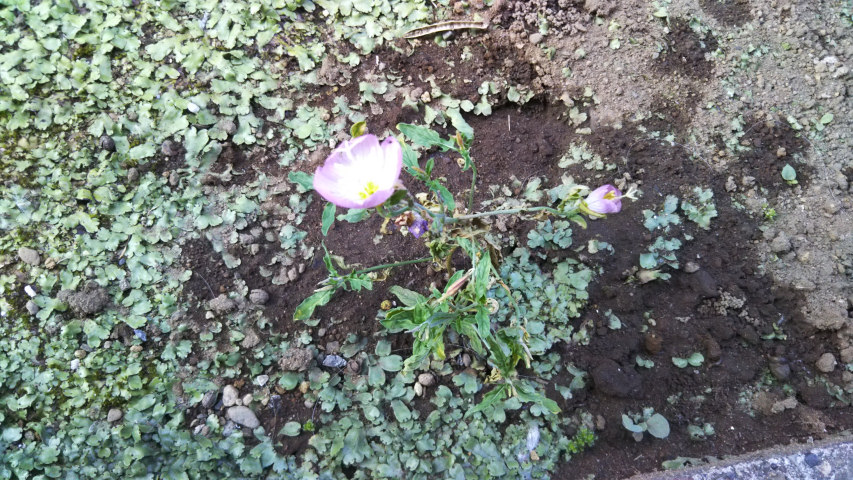 6��9���̒�6��30�����̗���̒��猎����4