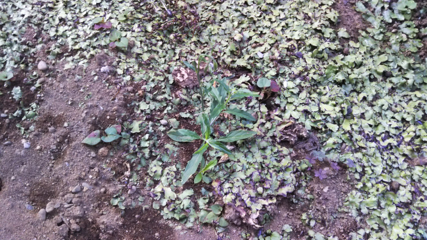 6��18���̒�6��30�����̒��猎����1