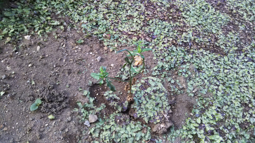 6��18���̒�6��30�����̒��猎����2