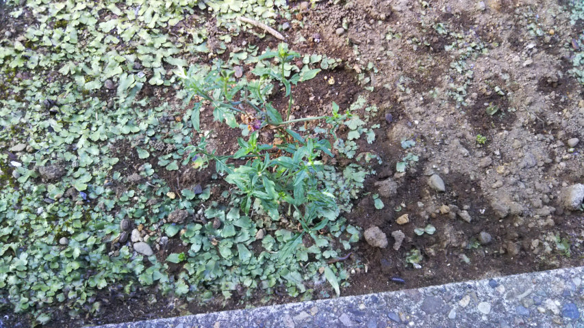 6��18���̒�6��30�����̒��猎����4