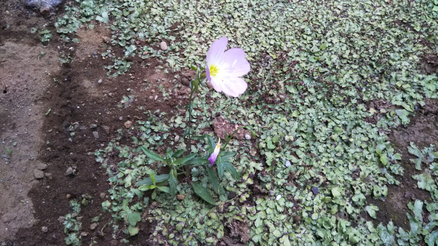 6��25���̒�7��30�����̒��猎����1