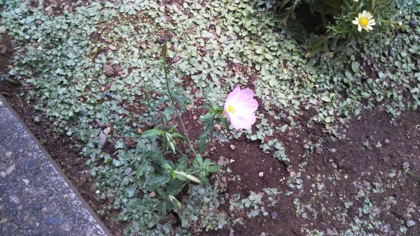 6��25���̒�7��30�����̒��猎����2