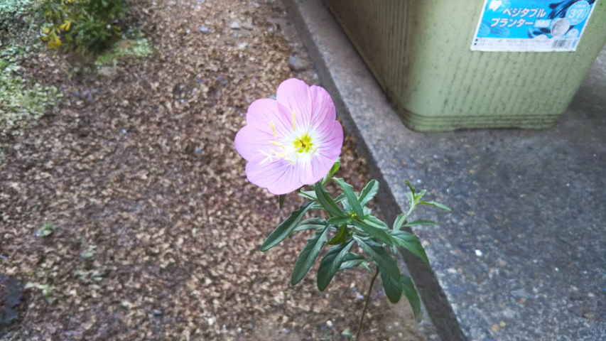 8��4���̒�6�����̒��猎�����̉�1