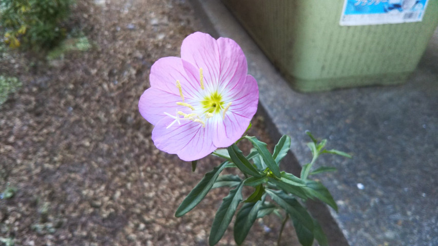 8��4���̒�6�����̒��猎�����̉�2