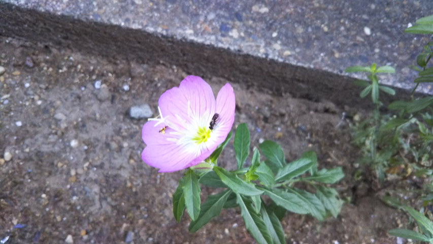 8��5���̒�7��30�����̒��猎�����̉�3