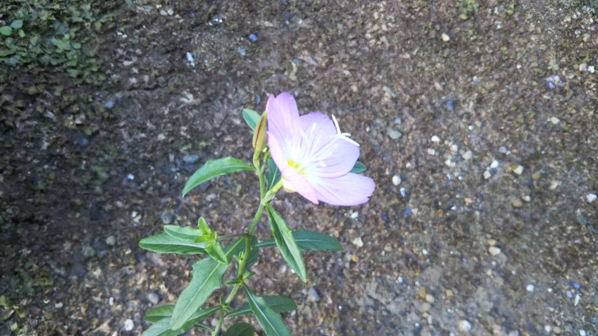 8��6���̒�7��30�����̒��猎�����̉�2