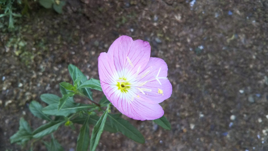 8��7���̒�7��30�����̒��猎�����̉�