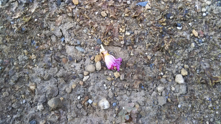 ���猎�����̗�������