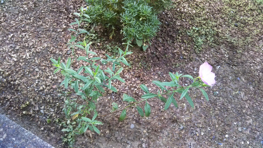 8��7���̒�7��30�����̒��猎�����S��