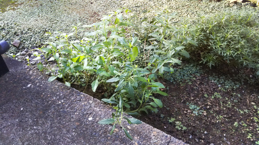 9��23���̒�7�����̒��猎�����炵����1