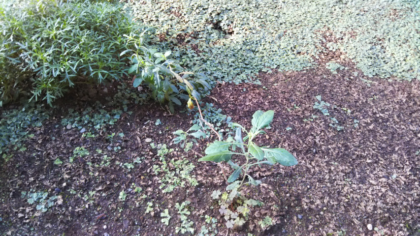 9��23���̒�7�����̒��猎�����炵����2