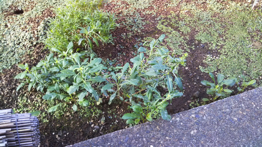 9��23���̒�7�����̒��猎�����炵����3