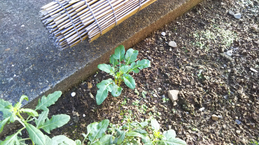 9��23���̒�7�����̒��猎�����炵����4