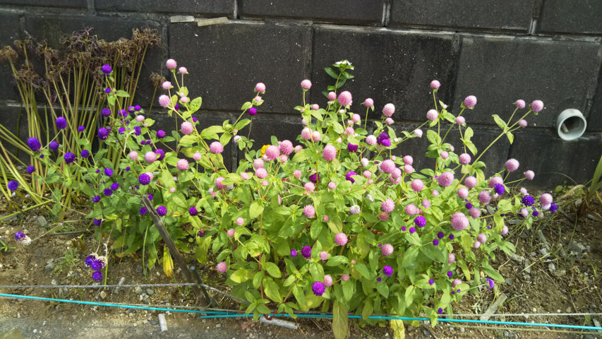 �ۂ������킽���̒m��Ȃ���