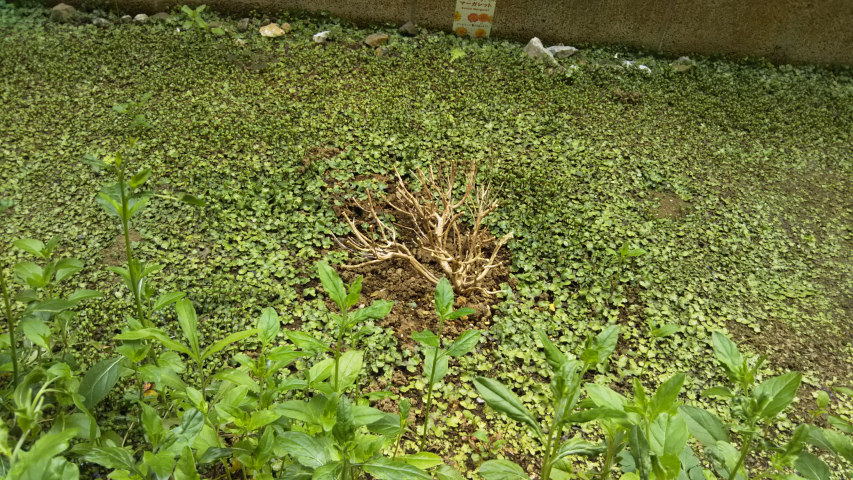 �}�[�K���b�g�i�s���N�����l�[�h�j1