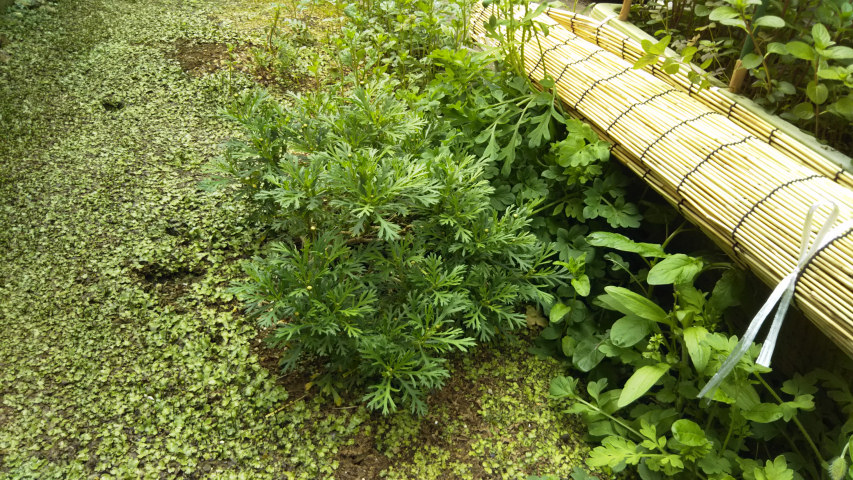 �}�[�K���b�g�i�������C�G���[�j1