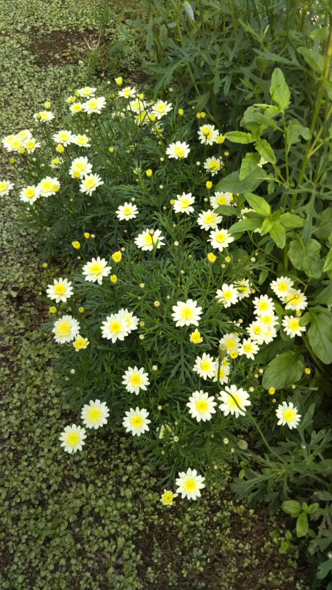 �}�[�K���b�g