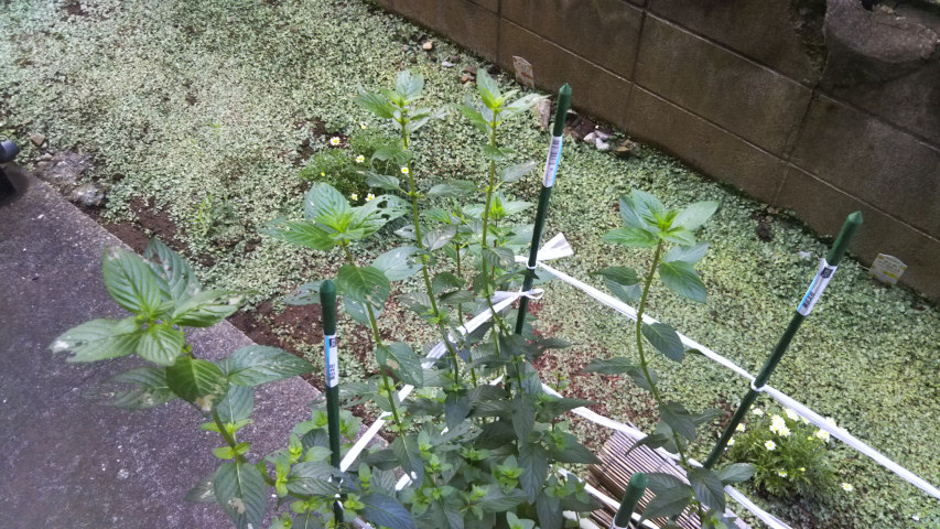 7��11���̒�6�����̃y�p�[�~���g2