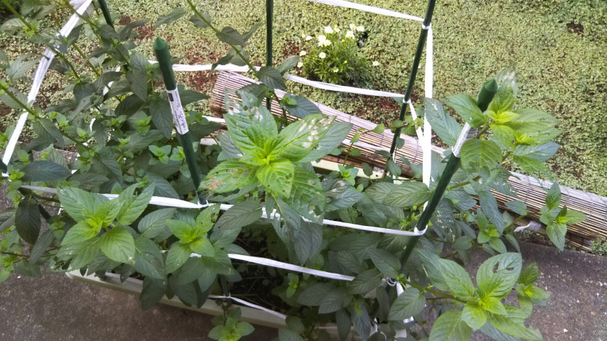 7��11���̒�6�����̃y�p�[�~���g3