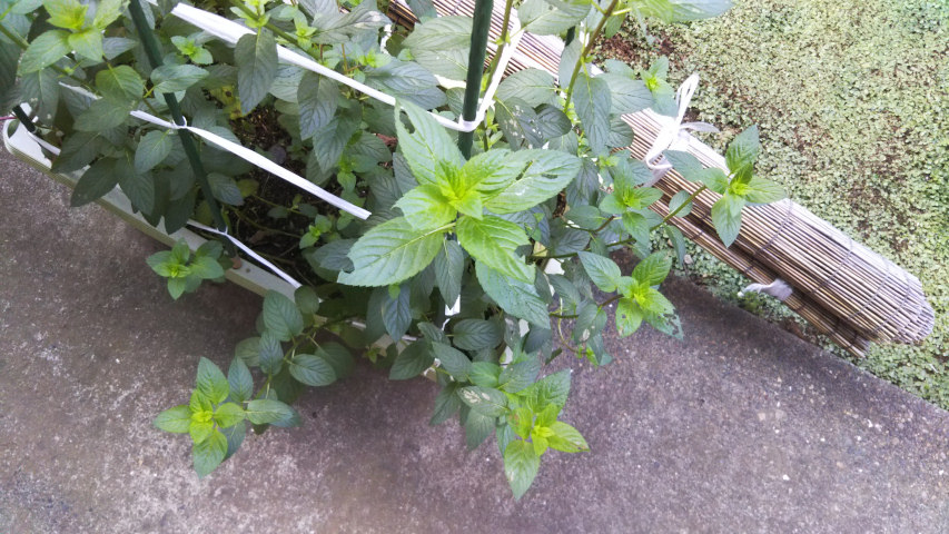 7��11���̒�6�����̃y�p�[�~���g4