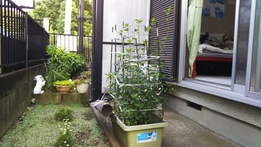 7��11���̒�6�����̃y�p�[�~���g5