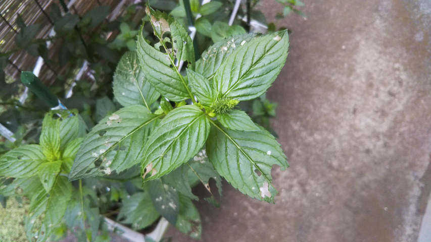 7��13���̒�7�����̃y�p�[�~���g�̂ڂ�1