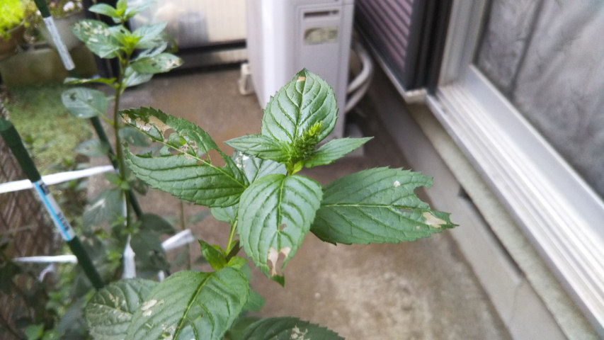 7��13���̒�7�����̃y�p�[�~���g�̂ڂ�2