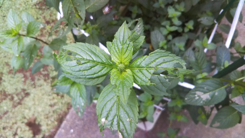 7��13���̒�7�����̃y�p�[�~���g�̂ڂ�3