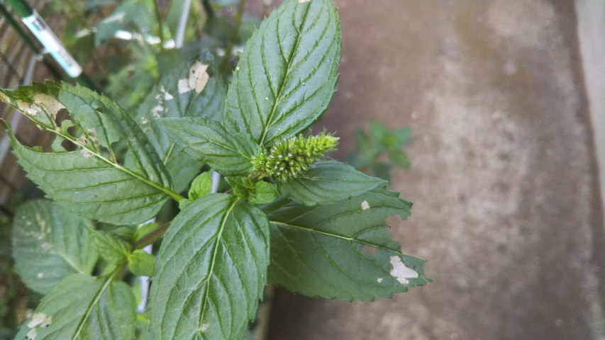 7��16���̒�7��30�����̃y�p�[�~���g�̂ڂ�1