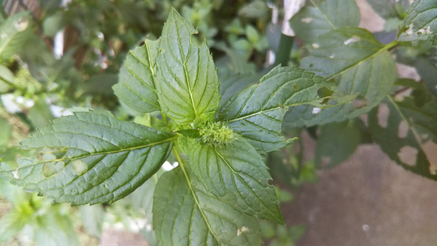 7��16���̒�7��30�����̃y�p�[�~���g�̂ڂ�2