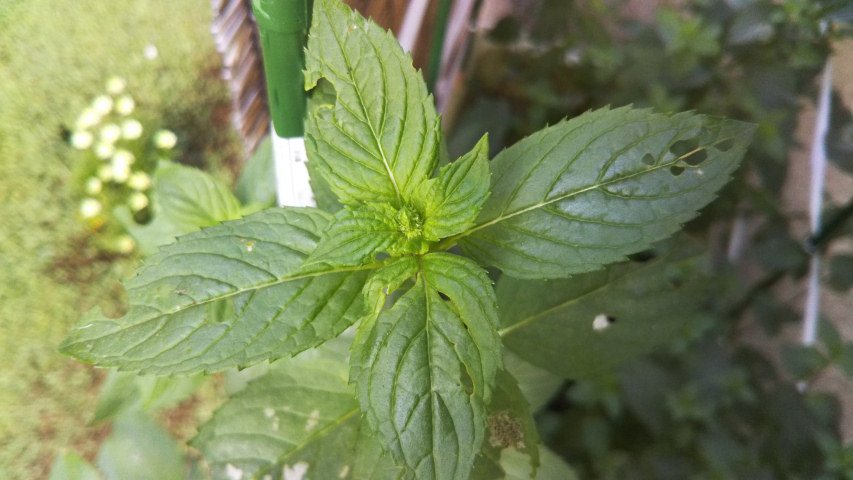 7��16���̒�7��30�����̃y�p�[�~���g�̂ڂ�3