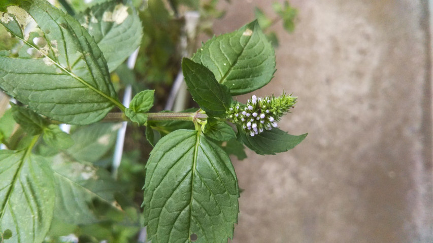 7��18���̒�6���߂��̃y�p�[�~���g�̂ڂ�1