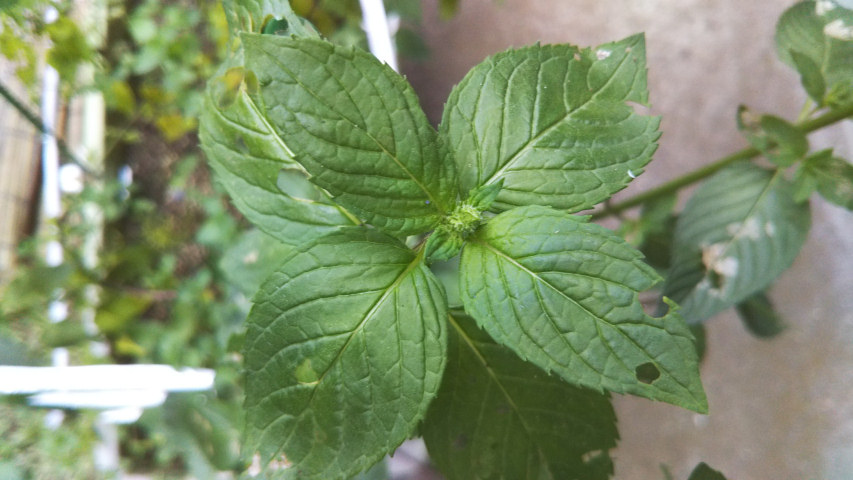 7��18���̒�6���߂��̃y�p�[�~���g�̂ڂ�3