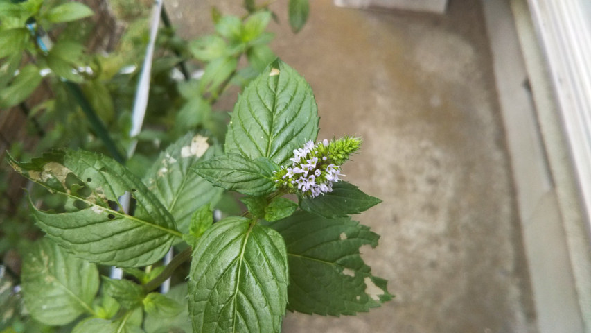 7��19���̒�7��30�����̃y�p�[�~���g�̉�