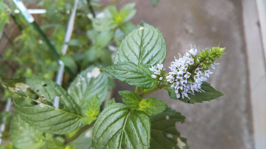 7��21���̒�7��30�����̃y�p�[�~���g�̉�