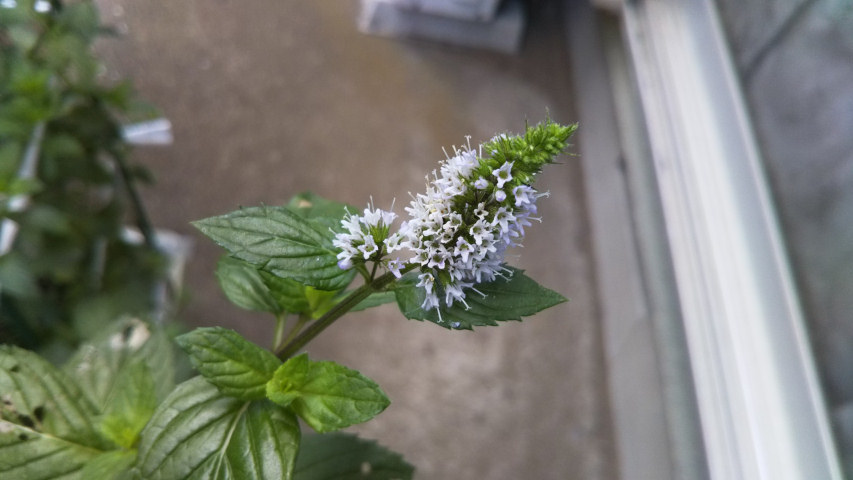 7��24���̒�7��30�����̃y�p�[�~���g�̉�1