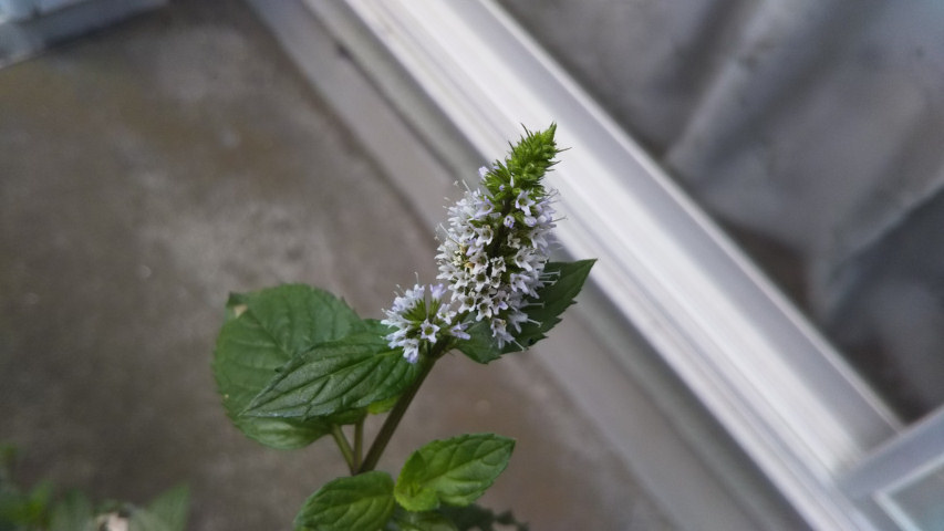 7��24���̒�7��30�����̃y�p�[�~���g�̉�2