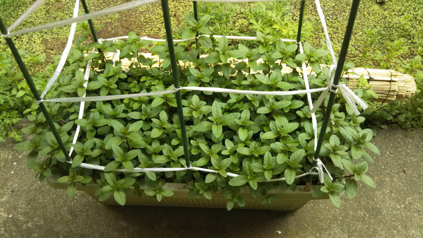 �y�p�[�~���g�S��