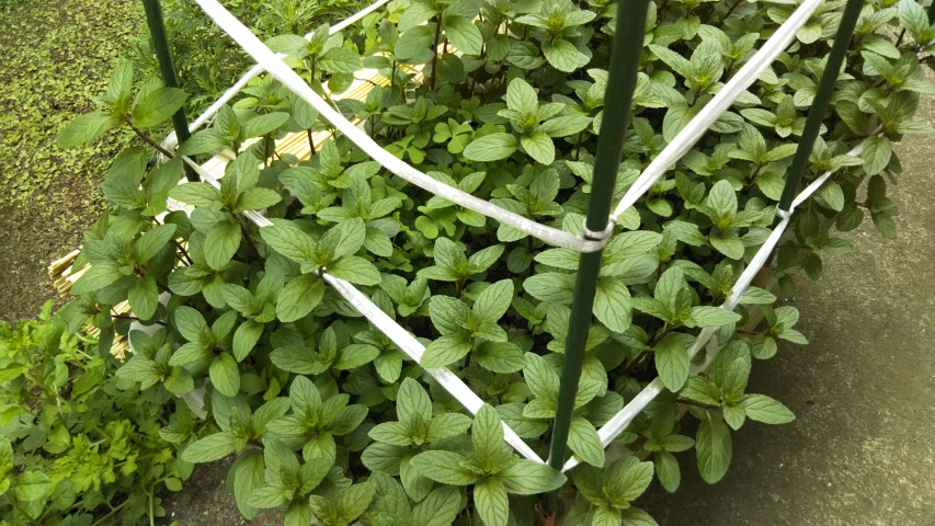 �y�p�[�~���g�̍���