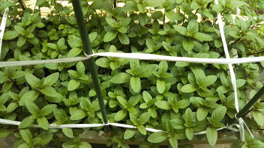 �y�p�[�~���g�̒���