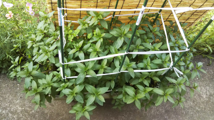 �y�p�[�~���g