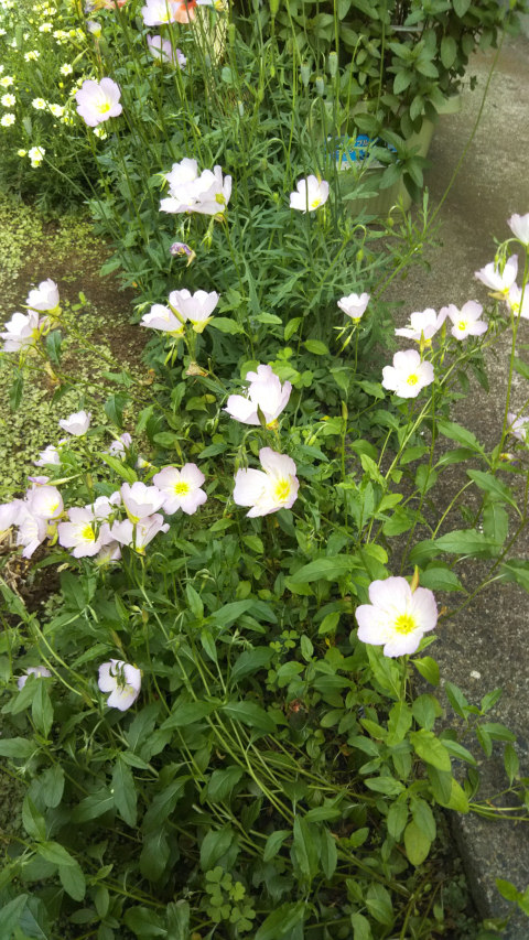 ���猎����