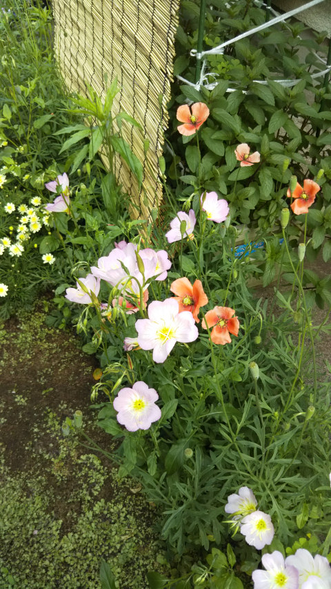 ���猎����3