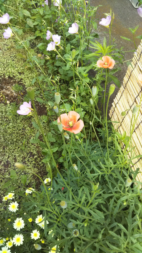 ���猎����4