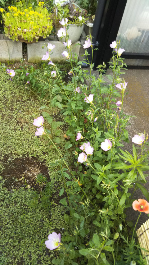 ���猎����5