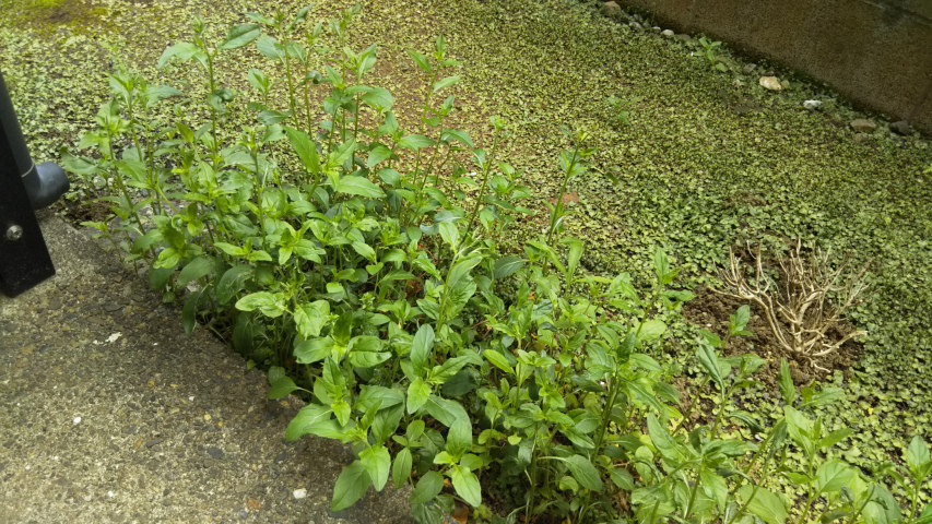 ���O���킩��Ȃ���1