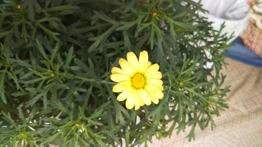 3月22日のマーガレット