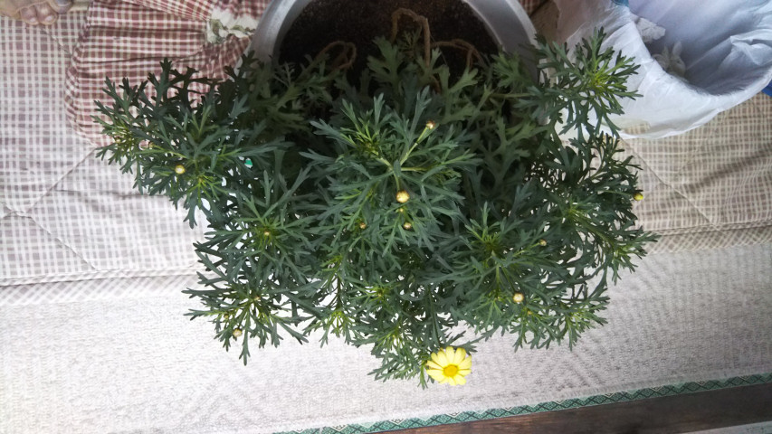 3月23日のマーガレット