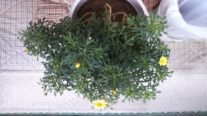 3月27日のマーガレット1