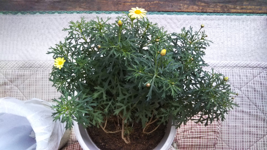 3月27日のマーガレット3